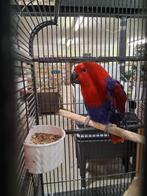 tamme edelpapegaai, Dieren en Toebehoren, Vogels | Parkieten en Papegaaien