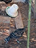 Mikado 2, Dieren en Toebehoren