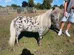 Appeloosa merrie minipaard NAS stamboom, Dieren en Toebehoren, Pony's, Merrie