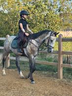 Stal vrij voor training, Dieren en Toebehoren, Paarden, Onbeleerd