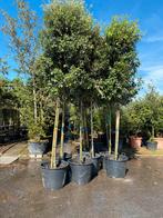 Quercus Ilex,  Groenblijvende Solitaire Boom