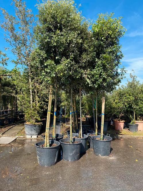 Quercus Ilex,  Groenblijvende Solitaire Boom, Jardin & Terrasse, Plantes | Arbres, Enlèvement ou Envoi