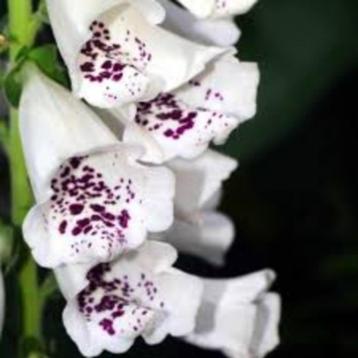 Digitalis Dalmation White beschikbaar voor biedingen