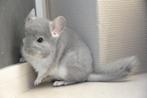 chinchilla 2 bokjes, Mannelijk, Chinchilla