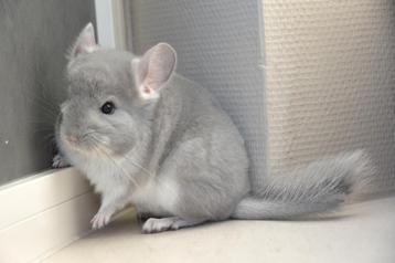 chinchilla 2 bokjes beschikbaar voor biedingen