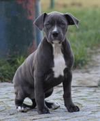 Chiots Stafford américains, Animaux & Accessoires, Chiens | Jack Russell & Terriers, American Staffordshire Terrier, Chienne, Belgique