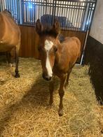 Merrie + merrieveulen tekoop, Dieren en Toebehoren, Paarden, Springpaard, 11 jaar of ouder, Merrie, Gechipt