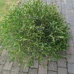 Maretak (volledige bol), Ophalen