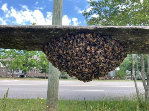 Bijenzwerm gratis en snel weggehaald, Dieren en Toebehoren, Insecten en Spinnen, Bijen