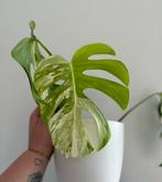 Monstera deliciosa variegata stek, Huis en Inrichting, Overige soorten, In pot, Minder dan 100 cm, Groene kamerplant