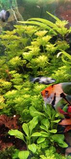 Mooie red devils te koop, Dieren en Toebehoren, Vissen | Aquariumvissen