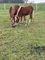 2 d-pony’s te koop, Dieren en Toebehoren, Pony's, Hengst