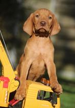 Vizsla pups, België, Overige rassen, CDV (hondenziekte), 8 tot 15 weken