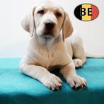 Labrador (blond) - Belgisch pups te koop, Dieren en Toebehoren, België, CDV (hondenziekte), 8 tot 15 weken, Labrador retriever