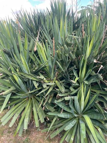 Boutures de YUCCA. Lot de 2 à retransplanter en terre. beschikbaar voor biedingen