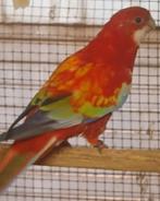 Rosella, Dieren en Toebehoren, Meerdere dieren, Parkiet, Geringd
