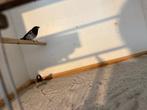 Japanse meeuw, Dieren en Toebehoren, Vogels | Duiven