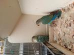 Tourtereau, Animaux & Accessoires, Oiseaux | Perruches & Perroquets