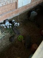 3 jonge konijntjes en 3 jonge cavia's te koop, Dieren en Toebehoren, Konijnen