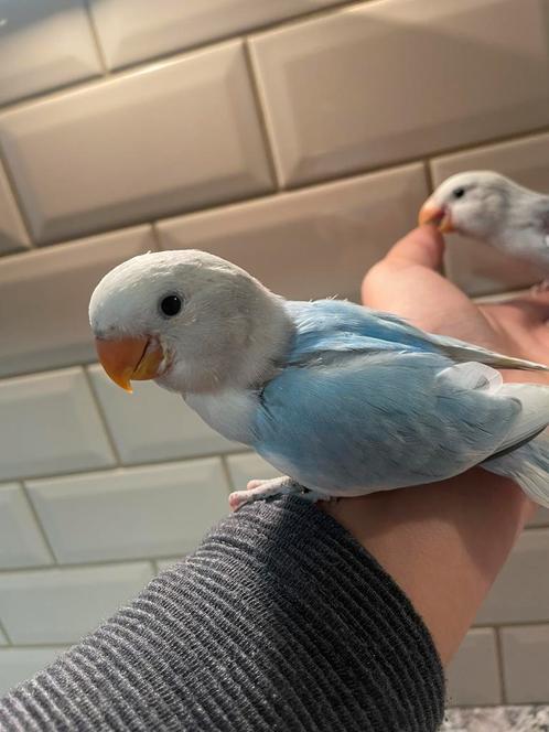 Handtamme dwergpapegaaien (agarponis,fischeri,roseicolli), Dieren en Toebehoren, Vogels | Parkieten en Papegaaien, Dwergpapegaai of Agapornis