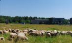 schapen gezocht