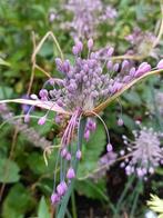 Allium carinatum subsp. pulchellum, lees beschrijving, Ophalen, Voorjaar, Volle zon, Bloembol