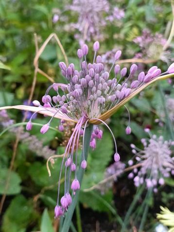 Allium carinatum subsp. pulchellum, lees beschrijving  beschikbaar voor biedingen