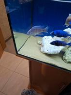 Cichlides malawi copadichromis cyaneus 10 cm