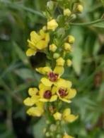 Gele verbascum , vaste plant, vanaf 1 euro, Volle zon, Vaste plant, Zomer, Ophalen