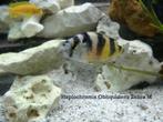 Haplochromis Obliquidens Zebra. Cichlidés, Dieren en Toebehoren, Vissen | Aquariumvissen, Zoetwatervis, Vis