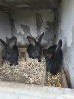 Vlamese Reus, Dieren en Toebehoren, Konijnen