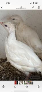 Gezocht patrijzen, Dieren en Toebehoren, Pluimvee, Meerdere dieren, Overige soorten