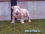 UNIEKE AMERICAN BULLY PUPS!! UIT TOP BLOEDLIJNEN!!, Parvovirose, Autres races, Plusieurs, Belgique