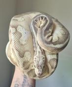 1.0 lesser pastel calico koningspython python regius, Dieren en Toebehoren, Reptielen en Amfibieën