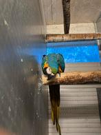 Blauw gele Ara te koop ( man), Dieren en Toebehoren, Mannelijk, Papegaai, Geringd