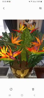 deux Plantes oiseaux du paradis ,plus c'est deux tables, Enlèvement