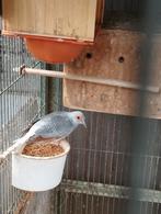 Diamantduifjes, Dieren en Toebehoren