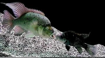 Schitterend kweekkoppel Hatiensis  beschikbaar voor biedingen