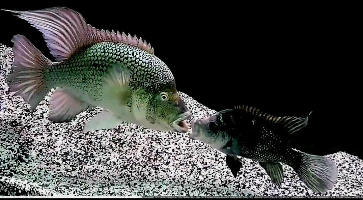 Schitterend kweekkoppel Hatiensis, Dieren en Toebehoren, Vissen | Aquariumvissen, Zoetwatervis, Vis