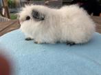 Ch teddy broertjes wit california, Mei, Mannelijk, Cavia