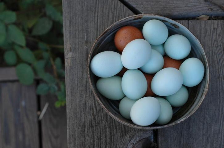 pluimvee, Animaux & Accessoires, Volatiles, Poule ou poulet, Sexe inconnu