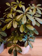 Mooie vingerplant, Enlèvement