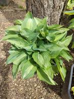 Hosta kiwi full monty, Tuin en Terras, Planten | Tuinplanten, Ophalen