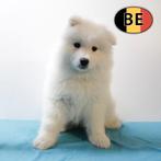 Samoyèdes - chiots belges à vendre, Animaux & Accessoires, Commerçant, Autres races, 8 à 15 semaines, Plusieurs