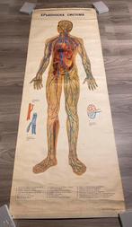 Oude schoolplaat op linnen bloedsysteem, Enlèvement ou Envoi