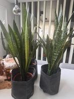 Grote Sanseveria planten, Huis en Inrichting, Ophalen, Overige soorten