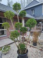 Ilex meerstammige, Tuin en Terras, Ophalen