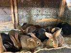 Vleeskonijnen, Dieren en Toebehoren, Meerdere dieren, Groot, 0 tot 2 jaar