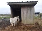 Schuilhok  te koop., Dieren en Toebehoren, Schapen, Geiten en Varkens