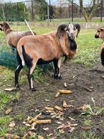 Kameroen schaap ram, Dieren en Toebehoren, Mannelijk, Schaap, 0 tot 2 jaar